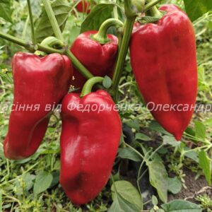 56. Хисарска капия (Хісарська капія)         Новинка!