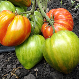 Проект Гном томатний (Dwarf Tomato Project)